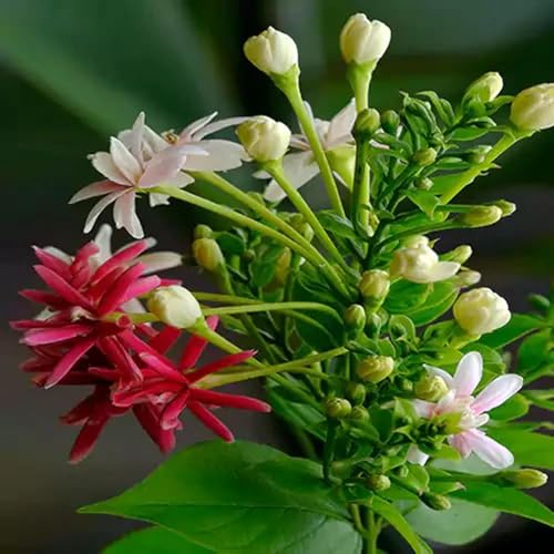 Image of live plants (MADHUMALTI FLOWER PLANT)