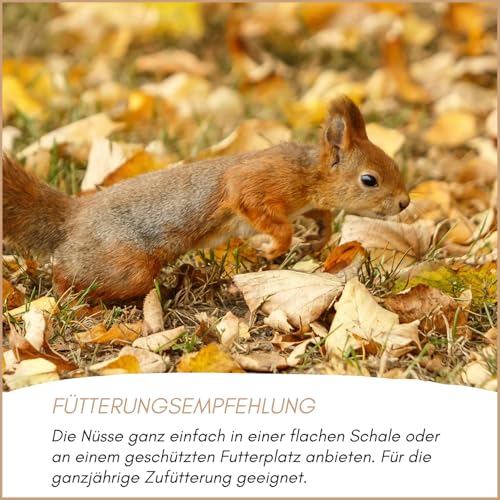 Supravit Frische Nüsse-Mix Eichhörnchen Futter 1kg | Futter für Eichhörnchen mit Haselnüsse, Walnüsse mit Schale für Eichhörnchen | Ganzjähriges Eichhörnchenfutter
