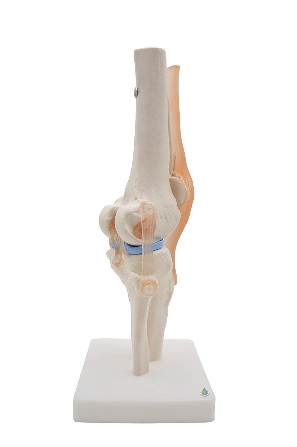 Squelette anatomique pour homme taille réelle modèle d'étude médical de 180 cm