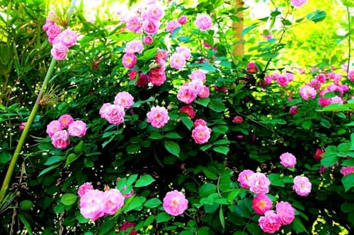 EARTH HOPPER® Climbing Rose Flower Seeds | Rose Seeds for Home Gardening| Easy to Grow for Balcony, Terrace & Garden Trellis hand-selected seeds with 85–90% germination. (15 SEEDS) - Image 6 thumbnail