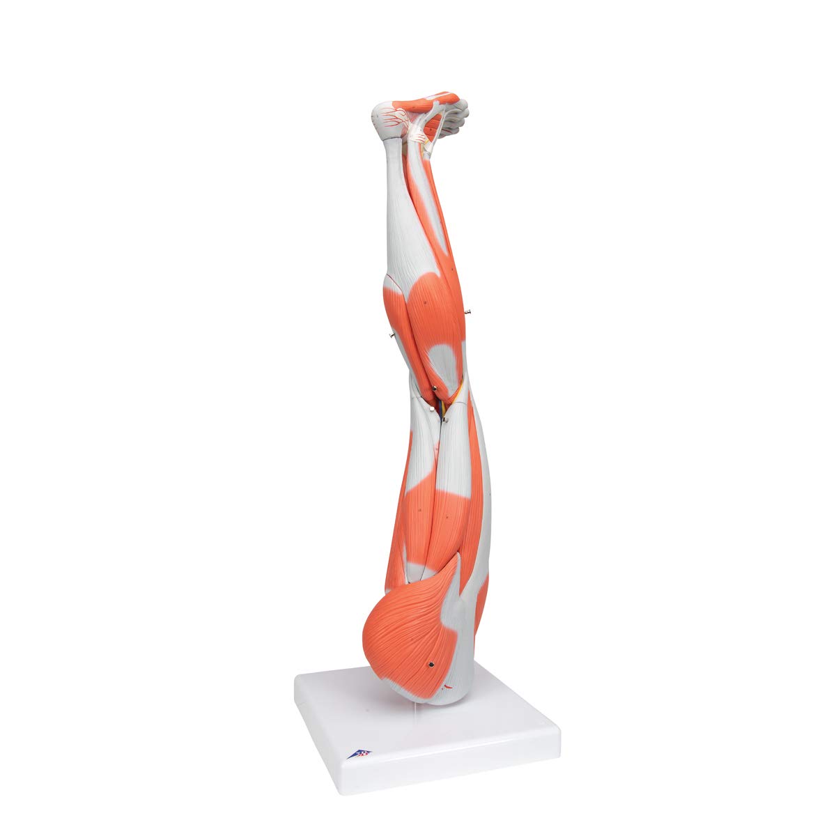 Muscular Leg 9-Part - 3B Smart Anatomy