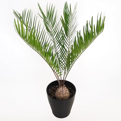 ザミア」の人気商品一覧 | 安い商品を通販サイトから探す - 価格.com