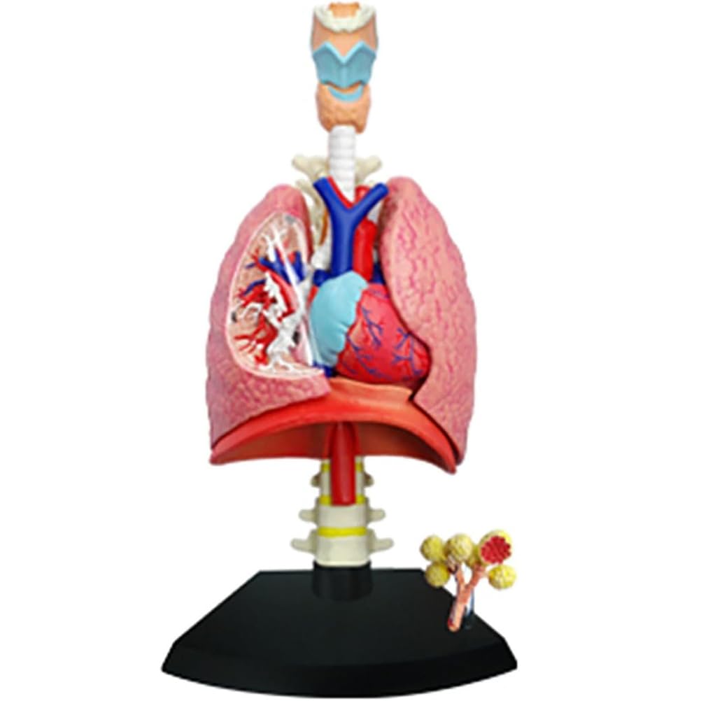 Generico Modello di sistema respiratorio 4D Modello di polmone anatomico, modello di cuore e polmoni umani 21 parti rimovibili per l'insegnamento medico scientifico