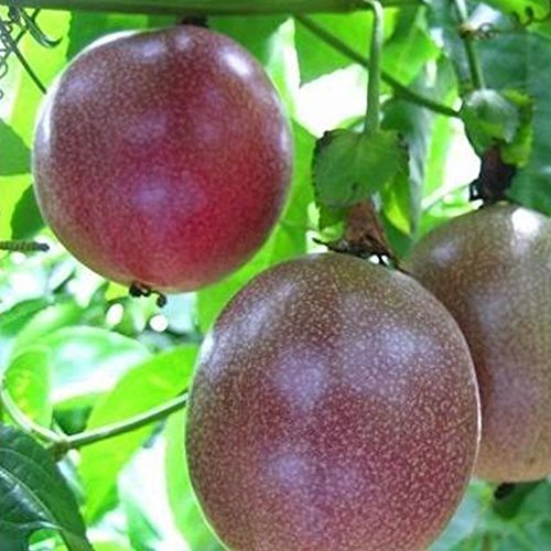 Semillas de maracuyá 2017 Professional Purple 10Pcs / Pack Garden Passiflora Edulis