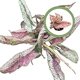 Syngonium Pink Rolli 2” Pot