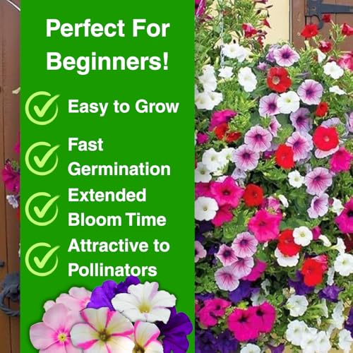 5000+ Petunia Seeds - Mixed Rainbow Color, Bonsai, Grandiflora Flowers, 1800 mg Heirloom Flower Seeds, Pollinator Garden, Open Pollinated, Non-GMO, Indoor and Outdoor - Thumbnail 5