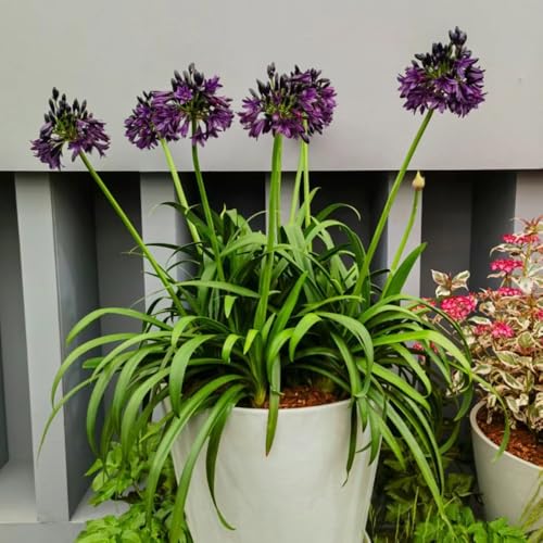 agapanto decoraciones de jardín para exteriores semillas de agapanthus Agapanto africano - interior decorativas Cobertura perenne resistente semillas jardín 150pcs