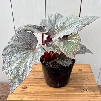 51gF75cMFmL._AC_UF350,