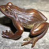 QARIDO Antique Animal Decor,Antique Pure Copper Frog Figurines Ornaments Solid Brass Animal Tea Pet