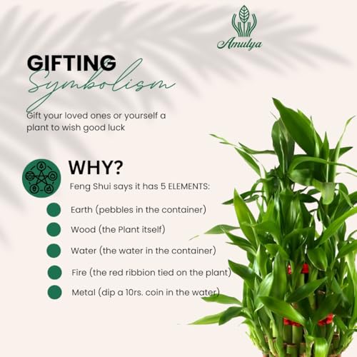 Image of Amulya Farms Live Lucky Bamboo 3 layer plant in Copper Pot | Bamboo Plants for home decoration | Indoor Plants for Home | Ideal for Living room, Balcony, Office desk & Kitchen | Lucky Vastu Plant |