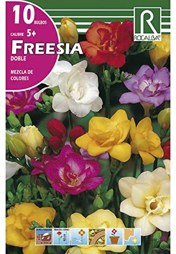 BULBO DE OTOÑO FREESIA DOBLE MEZCLA DE COLORES - 10 UD