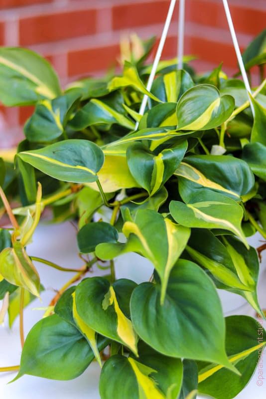 Image of Philodendron Oxycardium Brasil Live Plant - Decorative Indoor Vine | Office Decor | Living Wall | Pack of 1 Live plant With Pot
