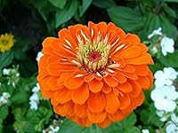 Success in Investment 0719543452 Book Cover