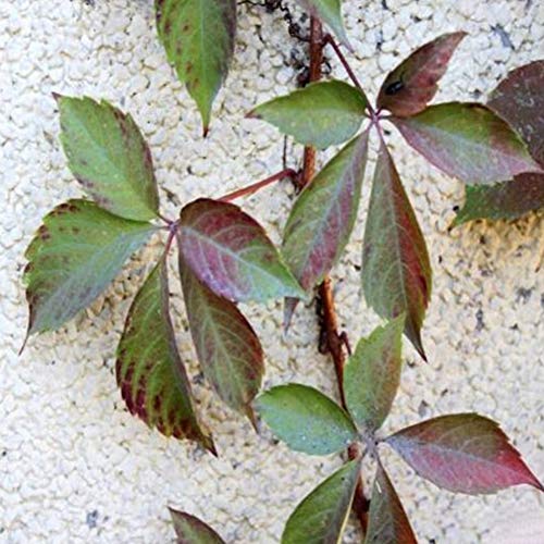 Rowentauk 30pcs Boston Ivy Vine Seeds DIY Home Garden Outdoor Climbing Rare Seeds Outdoor Wall Decor