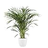 Kamerplant van Botanicly – Goudpalm incl. sierpot wit als set – Hoogte: 90 cm – Areca dypsis lutescens