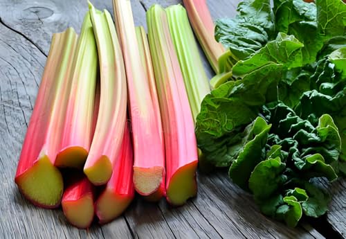 200 Pcs Seeds Rhubarb Crown Ready to Plant - Perennial