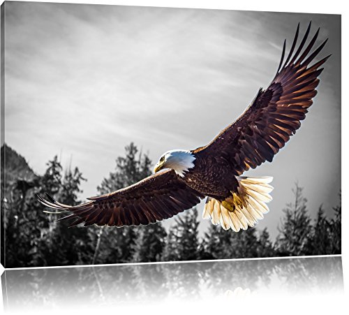 Pixxprint big flying eagle black/white Size: 60x40 on canvas,huge Pictures completely framed with stretcher, art print on mural with frame