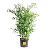 Costa Farms Bamboo Palm Live Plant in Decorative Pot, Air Purifying Large Indoor Houseplant, Perfect for Home, Room, or Office Decor, Great House Warming or Birthday Gift, 3-4 Feet Tall