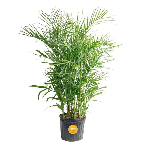 Costa Farms Bamboo Palm Live Plant in Decorative Pot, Air