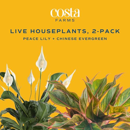Image of Costa Farms Live Indoor Houseplants (2 Pack) Peace Lily, Chinese Evergreen in Decor Planter Pot, Potting Soil Mix, Birthday, Housewarming Gift, 1 Foot Tall