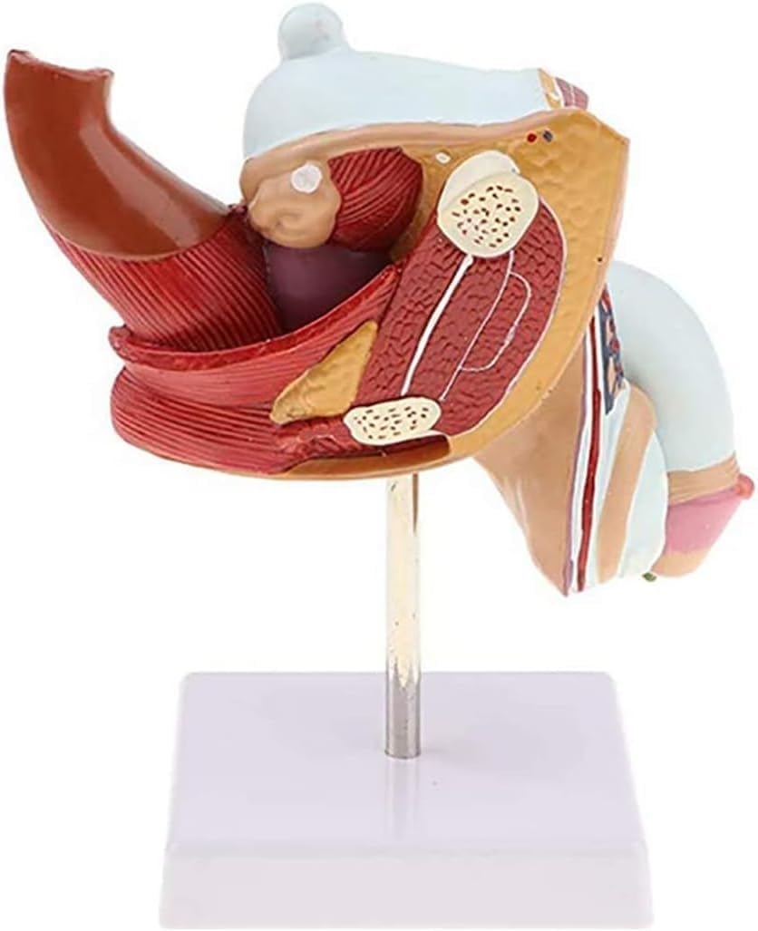Anatomisches Modell des menschlichen männlichen Urogenitalsystems