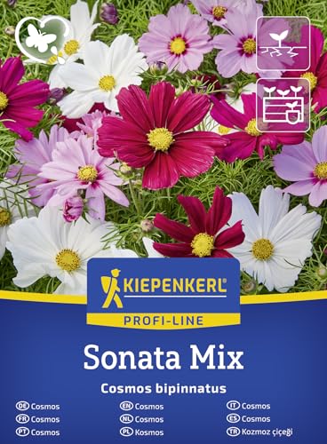 Kiepenkerl Cosmossamen Sonata Mix 50931 Blumensamen Mischung großblütige Schnittblume lange Blütezeit 5060 cm einjährig pflegeleicht bienenfreundlich für Beet Kübel Hochbeet