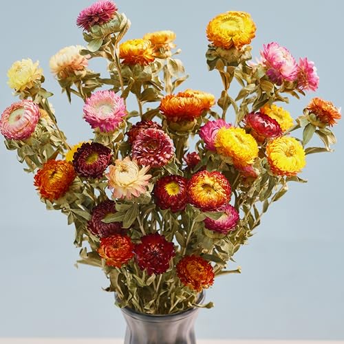 12 piezas ramo de flores secas naturales multicolor
