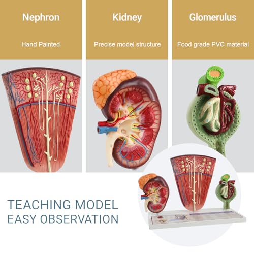 Image of Human Kidney Anatomy Model with Nephron & Glomerulus - 3-Part Renal Structure Model with Base - Medical Anatomical Teaching Model for Students, Nurses, and Clinics