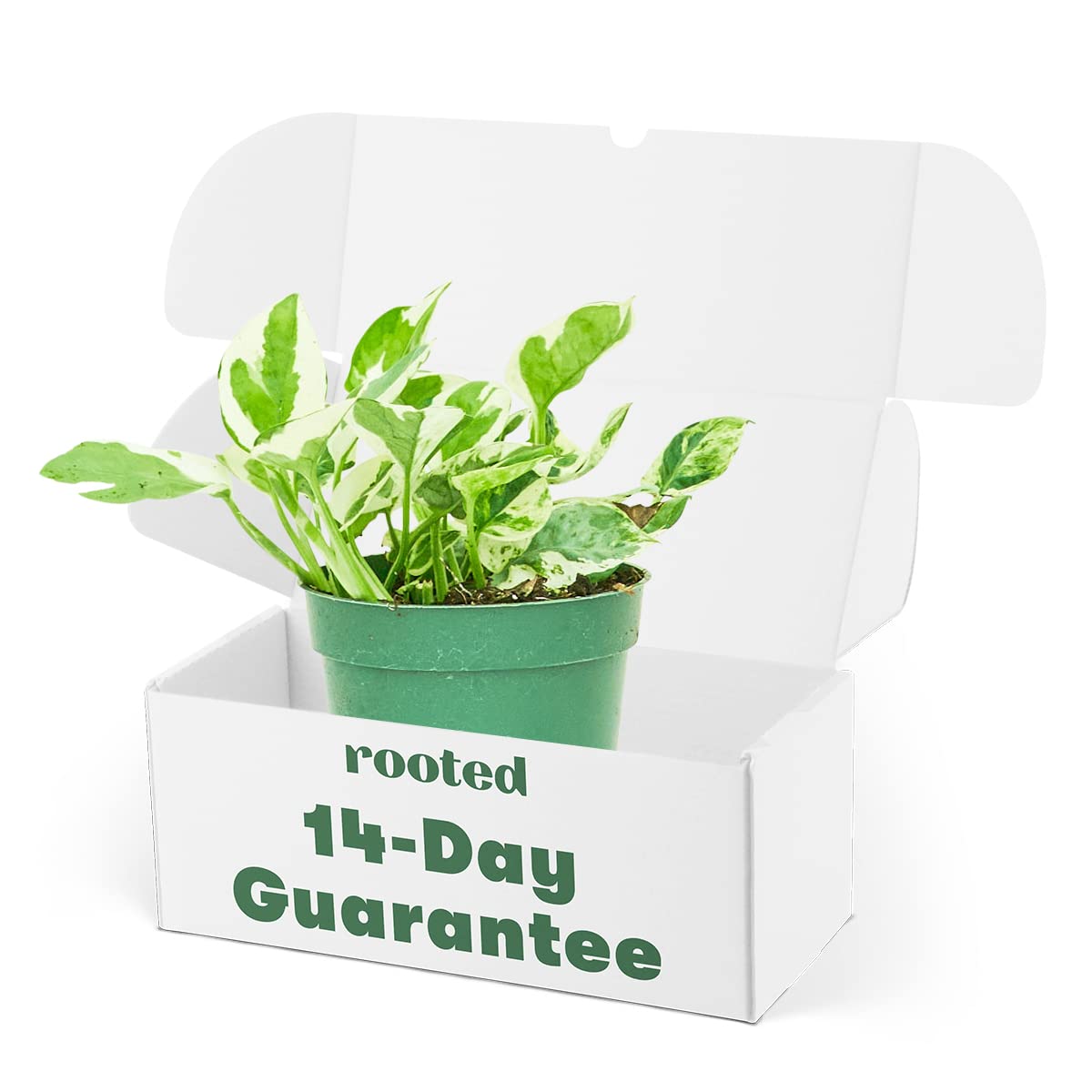 Rooted Pothos Pearls and Jade, Epipremnum Aureum, Live, Live Indoor, Home Decor, Easy to Grow, Easy to Care, and Low Maintenance Houseplant, 4 inch Pot