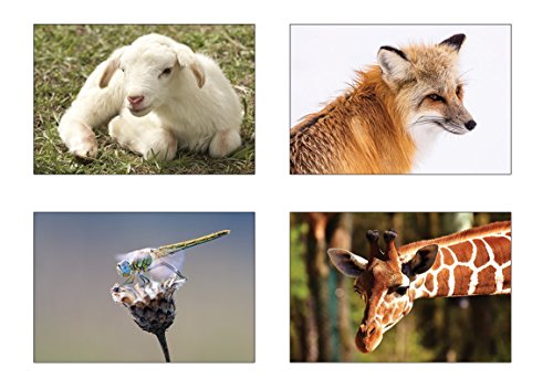 20 cartoline con animali - Set di 20 cartoline