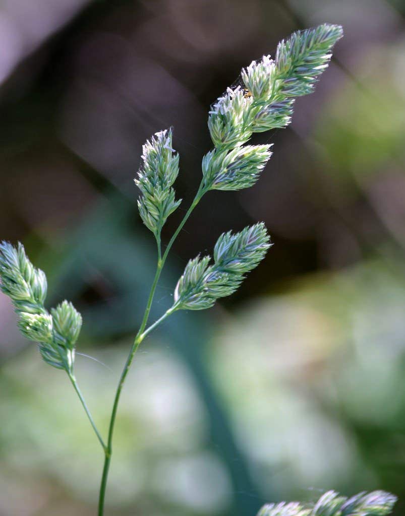 ShopviseDactylis Glomerata | Cocks Foot | Orchardgrass | 10_Seeds