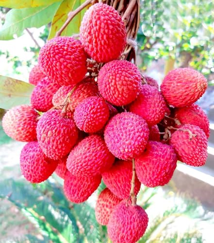 Image of Special Sweet Hybrid Seedless Grafted Litchi Plant, Lychee /Lichu Healthy Live Plant Original Variety for Indoor and Outdoor