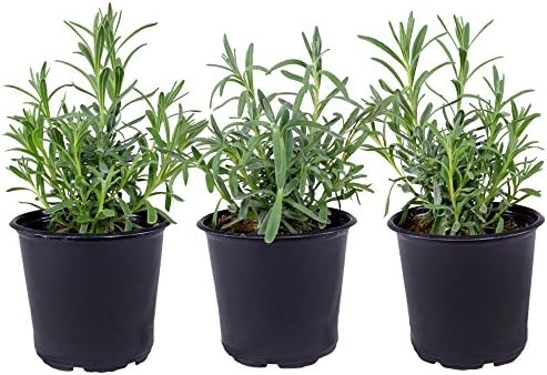 Seville Farms HB017 Trio Lavender Live Plant, 1.00 Pint, Green