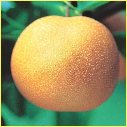 梨　豊水　成木 hanahiroba_tnjs-042t001-01