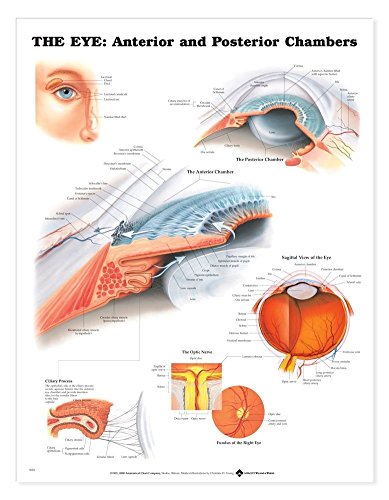 Image of The Eye: Anterior and Posterior Chambers