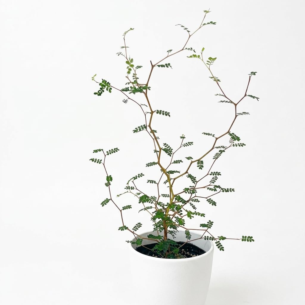 Amazon｜【置くだけで絵になるメルヘンの木】 観葉植物 cot ソフォラ