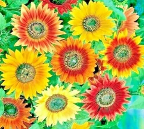 Autumn Beauty - Semillas de girasol para plantar Más de 50 semillas Colores vibrantes de otoño, girasoles de finales de temporada Impresionantes