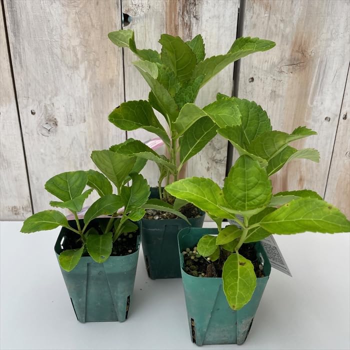 【花苗】紫陽花　カサノバ　③　タグ付き正規品　ポットごと発送　大栄花園　開花中 Amazon.co.jp: 予約 あじさい 苗 カサノバ レッド 7.5cmポット 大栄