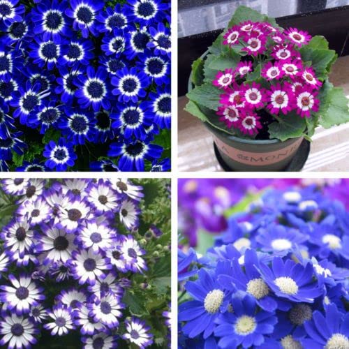 Zabbus Seeds Cineraria Mixed Colour Flower Seeds Hybrid F1 Seeds for Home Garden All Season (100 Seeds) (B0BHJKJGBL) Amazon Price History, Amazon Price Tracker