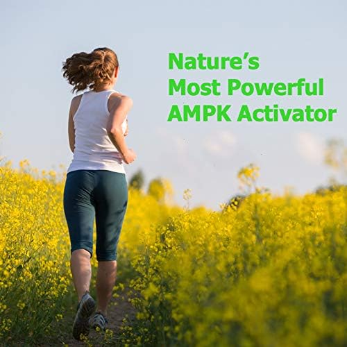 Immortalitea Gynostemma Capsules (Jiaogulan) - Whole Leaf Full Spectrum - Natural Adaptogen & AMPK Activator Supplement - Veggie Capsules - 100 Count, 500mg - Image 8