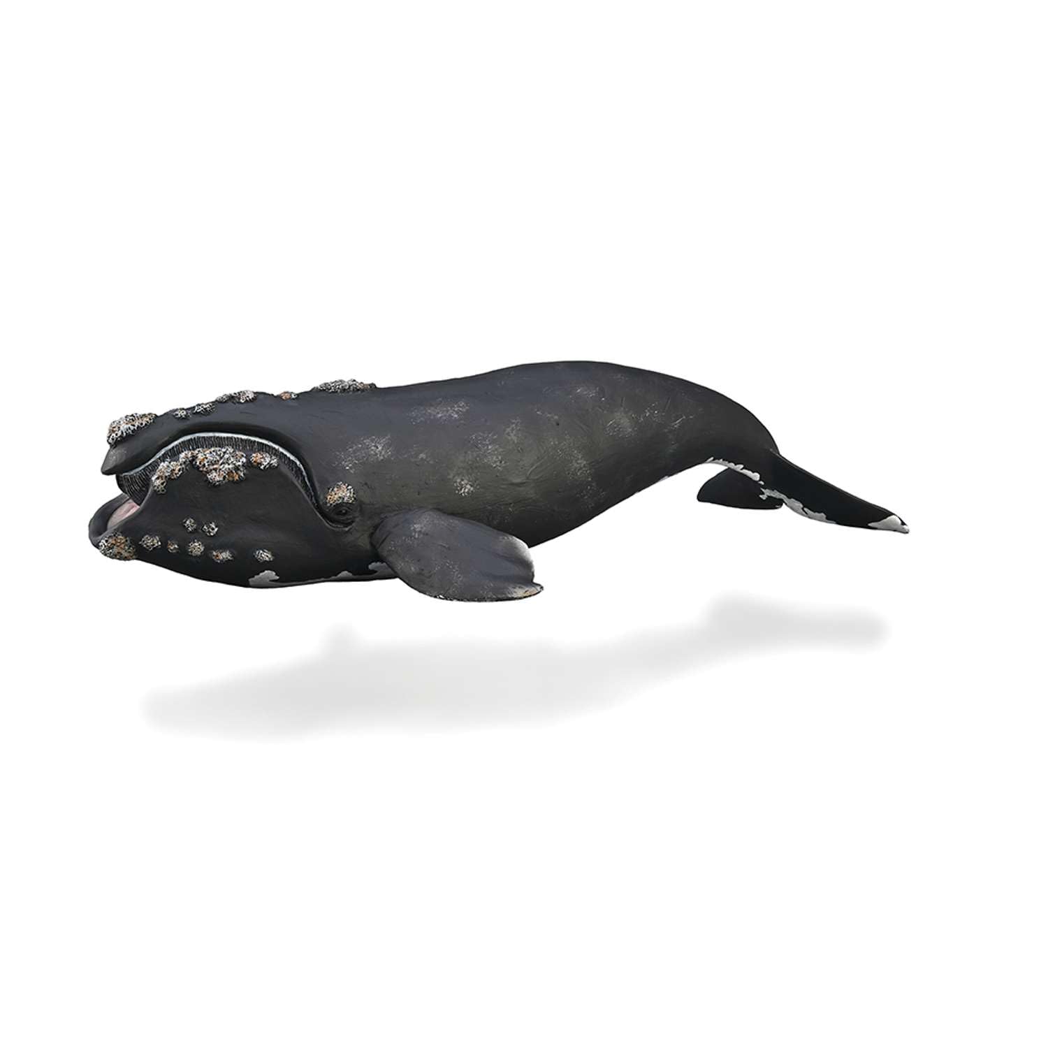 CollectA Right Whale - Realistic Whale Toy, Animal Figures, Sea Animal Toys For Kids, Educational Toys, Perfect For Imaginary Play, 3 Years +