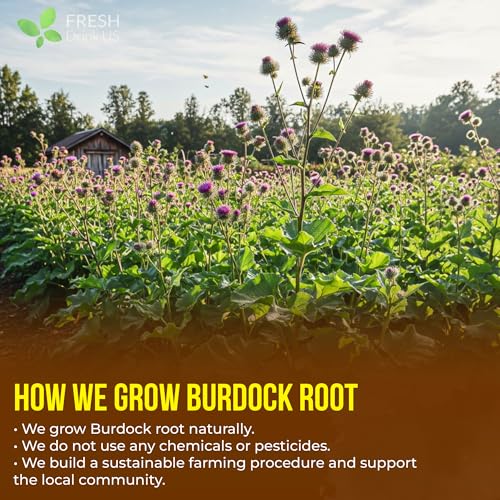 Image of FreshDrinkUS, Premium 40 Burdock Root Tea Bags, 100% Natural & Pure from Burdock Root. Made with Natural Material Tea Bags. No Sugar, No Caffeine, No Gluten, Vegan.