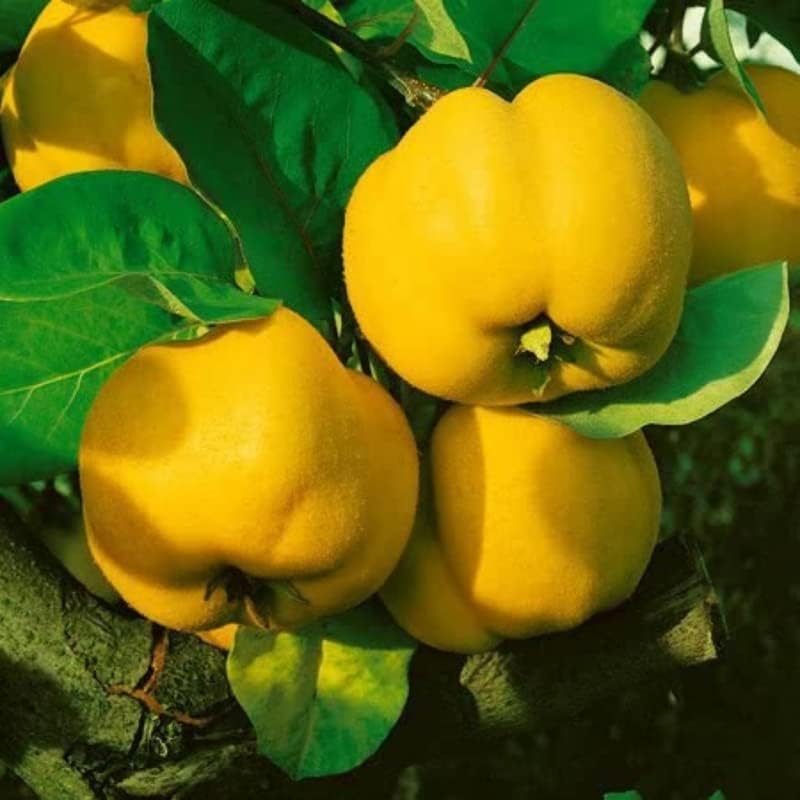 Miniatura 6 de 20 semillas comunes de árbol frutal de membrillo dulce comestible, semillas de membrillo para plantar