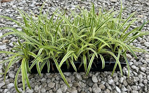 Variegated Liriope Grass Plants 3 Inch Pots Set of 18