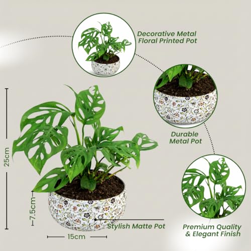 Image of Amulya Farms Indoor Plants For Home | Monstera Broken Heart Live Plant in Floral Print Metal Pot | Air Purifying and Decorative Plants for Home & Office