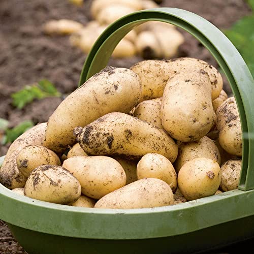 How to chit seed potatoes How to chit seed potatoes