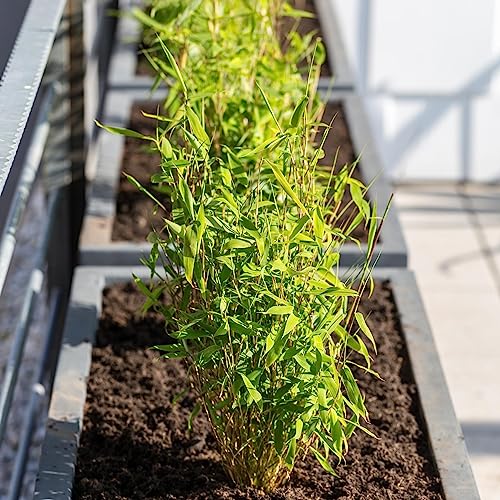 Happy Plants Bambus Pflanze Fargesia I Winterhart & nicht wuchernd, Bambuspflanze-Winterhart, Heckenpflanze Kübelpflanze Gartenpflanze, echter Bambus frisch aus dem Garten… (2 Stück)
