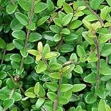 Arborix