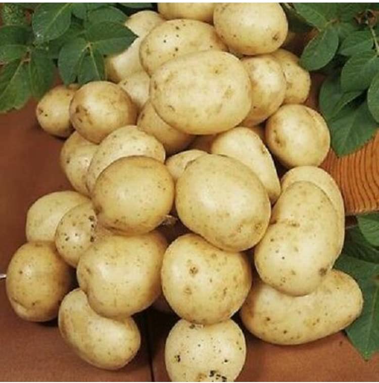 Seed Potatoes Valor, Main Crop Variety X10 Tubers, Ready for Planting Now.