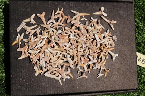 Image of Great Collection of Shark Teeth Fossil Shark Teeth Fossils for Kids Fossils from Morocco A253